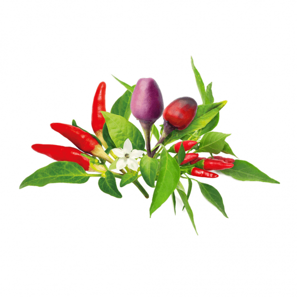 Click and Grow Smart Garden täyttöpakkaus 9 kpl chilipippuriseos
