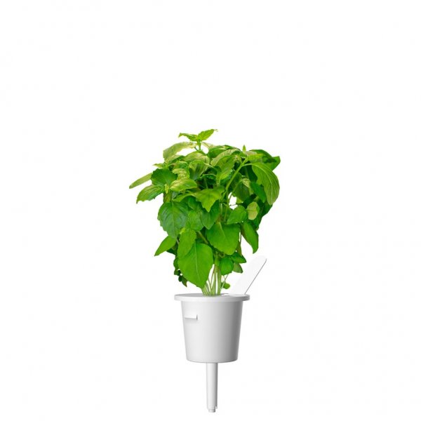Click and Grow Smart Garden täyttöpakkaus 3 kpl - Kanelibasilika