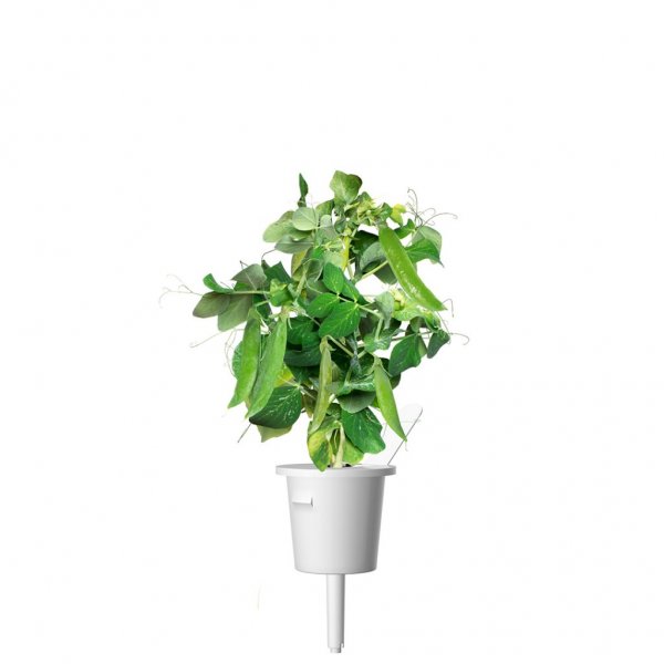 Click and Grow Smart Garden täyttöpakkaus 3 kpl - herne