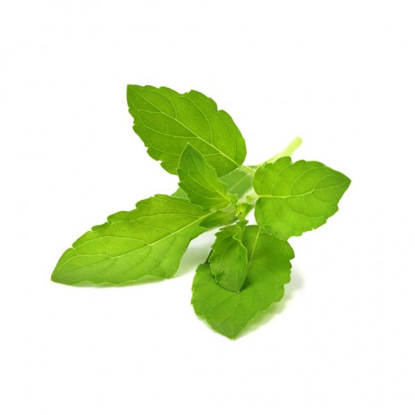 Click and Grow Smart Garden täyttöpakkaus 3 kpl - Pyhä basilika