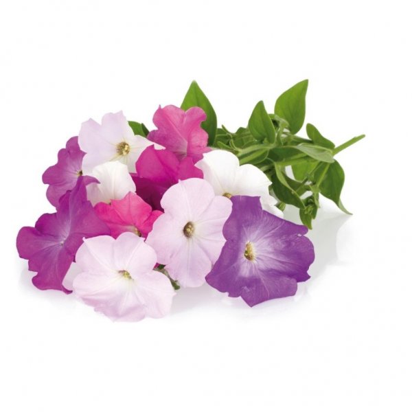 Click and Grow Smart Garden täyttöpakkaus 3 kpl - Petunia