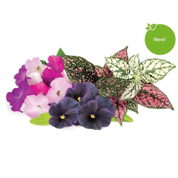 Click and Grow Smart Garden Refill 9-pack elävä kukkasekoitus