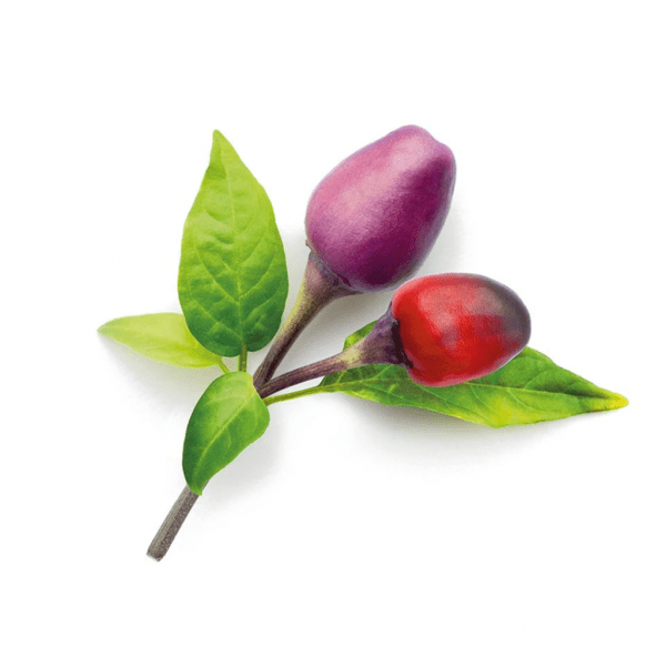 Click and Grow Smart Garden täyttöpakkaus 3 kpl - Violetti chili