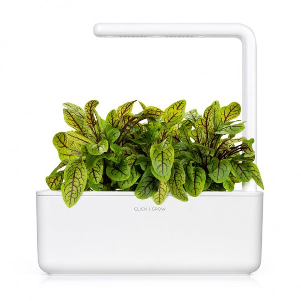 Click and Grow Smart Garden täyttöpakkaus 3 kpl - Suolaheinä