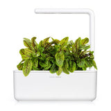 Click and Grow Smart Garden täyttöpakkaus 3 kpl - Suolaheinä