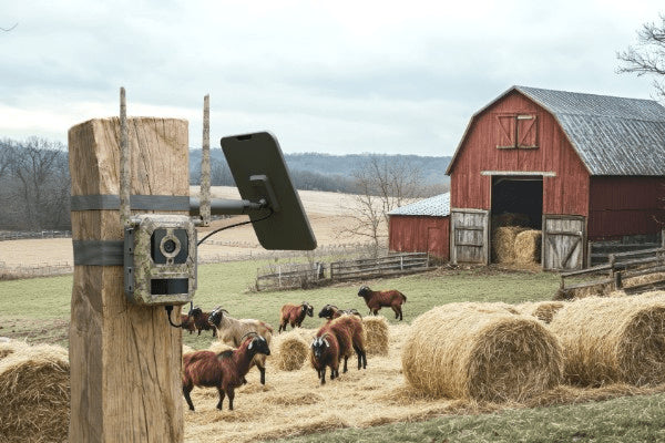 Reolink Talon Pro Camovue 4K 4G Riistakamera