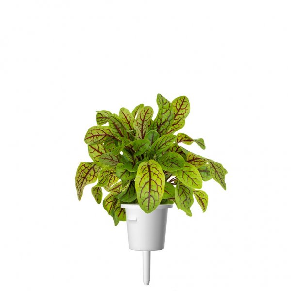 Click and Grow Smart Garden täyttöpakkaus 3 kpl - Suolaheinä