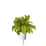 Click and Grow Smart Garden täyttöpakkaus 3 kpl - Suolaheinä