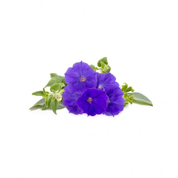 Click and Grow Smart Garden täyttöpakkaus 3 kpl – sininen petunia
