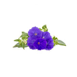 Click and Grow Smart Garden täyttöpakkaus 3 kpl – sininen petunia