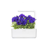 Click and Grow Smart Garden täyttöpakkaus 3 kpl – sininen petunia
