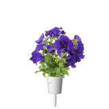 Click and Grow Smart Garden täyttöpakkaus 3 kpl – sininen petunia