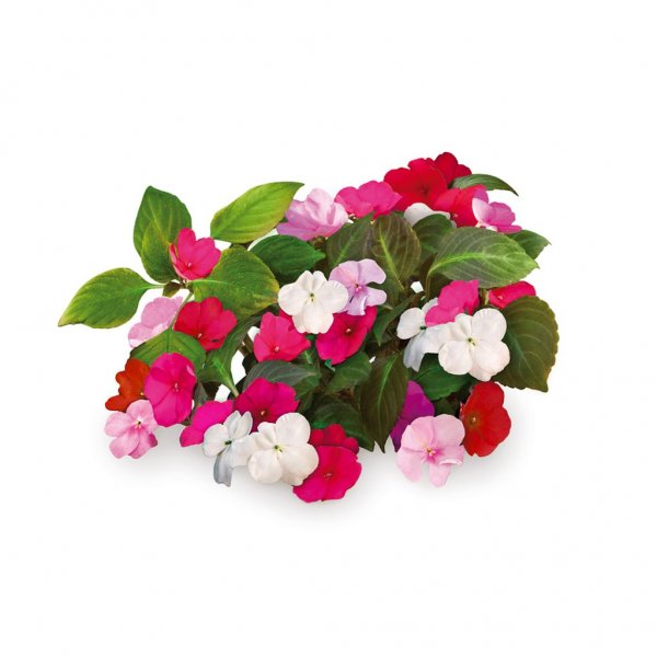 Click and Grow Smart Garden täyttöpakkaus 3 kpl - Ahkera Liisa