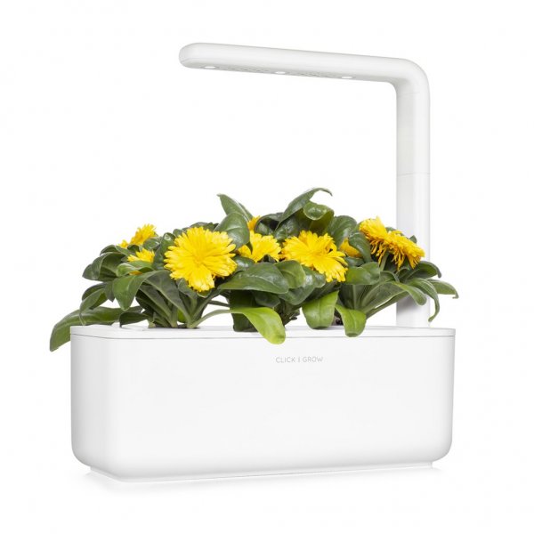 Click and Grow Smart Garden täyttöpakkaus 3 kpl - kehäkukka