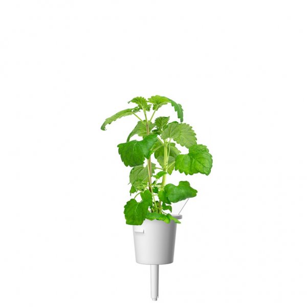 Click and Grow Smart Garden täyttöpakkaus 3 kpl - Kissaminttu