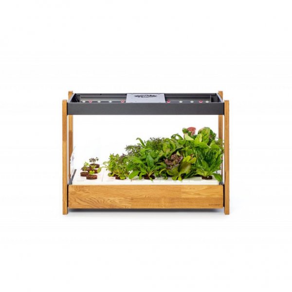 Click and Grow 25 - Musta (Salad Greens 54 kappaleen pakkaus)