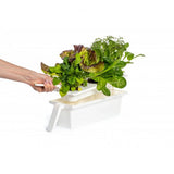 Click and Grow 25 - Musta (Salad Greens 54 kappaleen pakkaus)