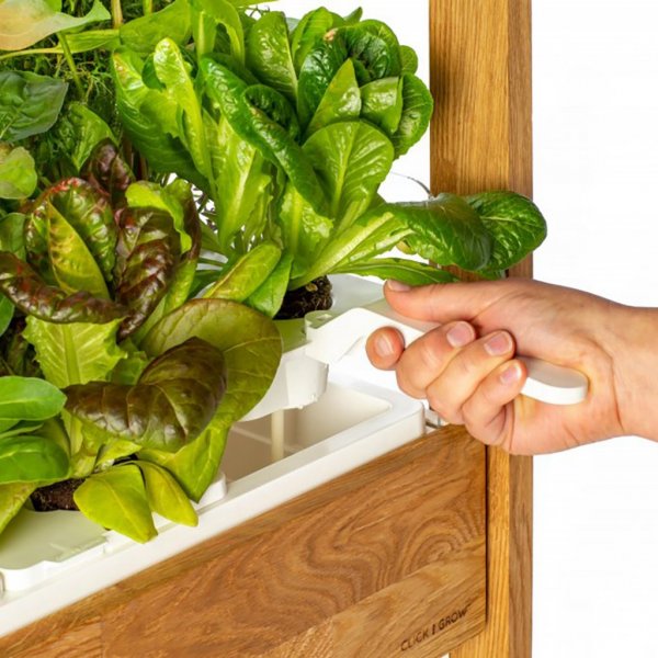 Click and Grow 25 - Musta (Salad Greens 54 kappaleen pakkaus)