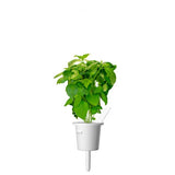 Click and Grow Smart Garden täyttöpakkaus 3 kpl - Kanelibasilika