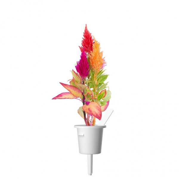 Click and Grow Smart Garden täyttöpakkaus 3 kpl - Plymört