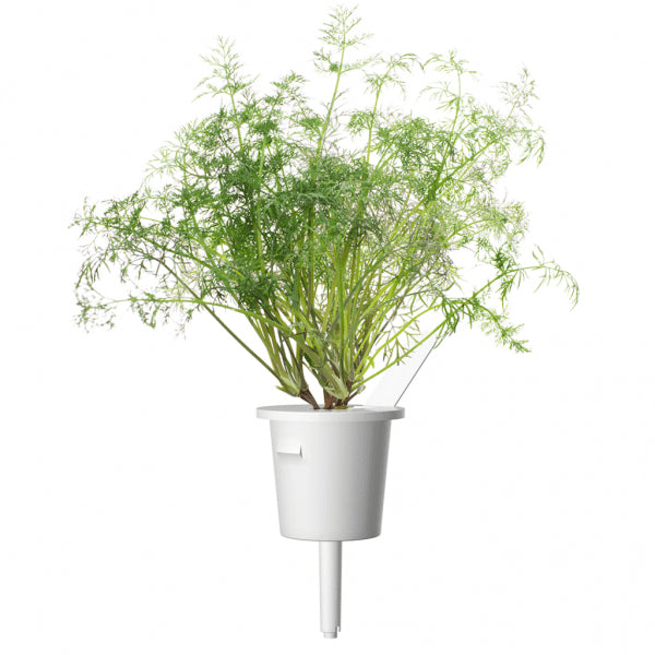 Click and Grow Smart Garden täyttöpakkaus 3 kpl - Tilli