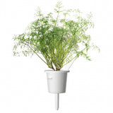 Click and Grow Smart Garden täyttöpakkaus 3 kpl - Tilli