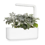 Click and Grow Smart Garden täyttöpakkaus 3 kpl - hopeatammi