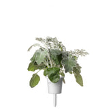 Click and Grow Smart Garden täyttöpakkaus 3 kpl - hopeatammi