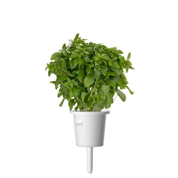 Click and Grow Smart Garden täyttöpakkaus 3 kpl - Hienolehtinen basilika