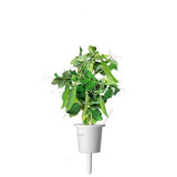 Click and Grow Smart Garden täyttöpakkaus 3 kpl - herne