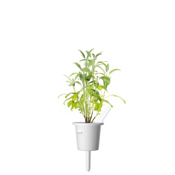 Click and Grow Smart Garden Refill 3-pack - Salvia