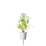 Click and Grow Smart Garden Refill 3-pack - Salvia