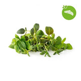 Click and Grow Smart Garden täyttöpakkaus 9 kpl Italialaiset yrtit
