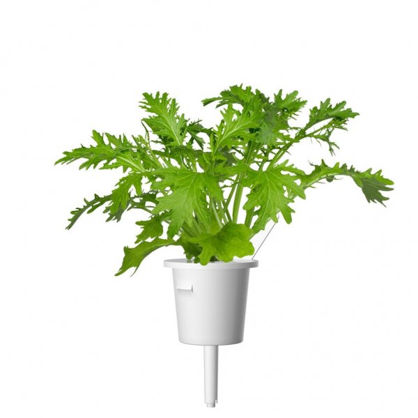 Click and Grow Smart Garden Refill 3-pack - Lehtisinapin täyttöpakkaus