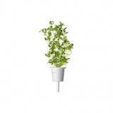 Click and Grow Smart Garden täyttöpakkaus 3 kpl - Meirami
