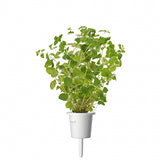 Click and Grow Smart Garden täyttöpakkaus 3 kpl - Oregano