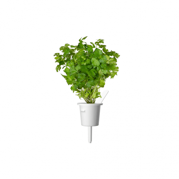 Click and Grow Smart Garden täyttöpakkaus 3 kpl - Persilja