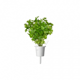 Click and Grow Smart Garden täyttöpakkaus 3 kpl - Persilja