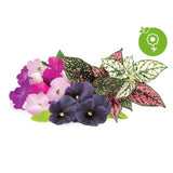 Click and Grow Smart Garden Refill 9-pack elävä kukkasekoitus