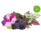 Click and Grow Smart Garden Refill 9-pack elävä kukkasekoitus