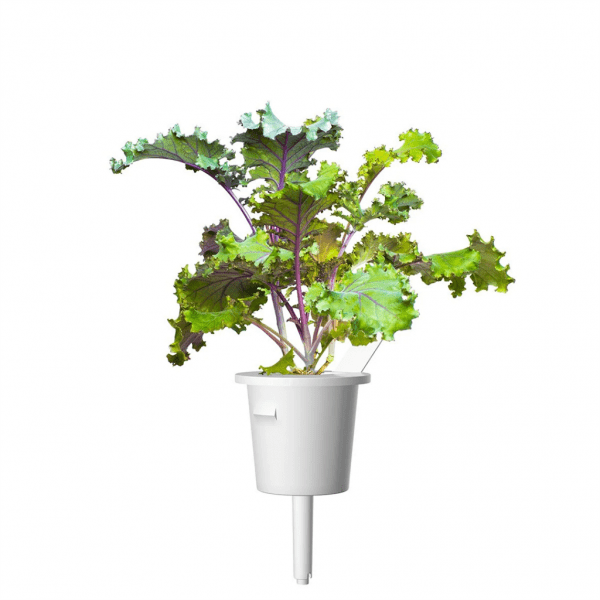 Click and Grow Smart Garden täyttöpakkaus 3 kpl – punakaali