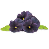 Click and Grow Smart Garden Refill 3 kpl – Musta orvokki