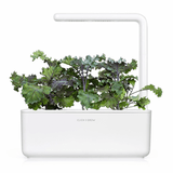 Click and Grow Smart Garden täyttöpakkaus 3 kpl – punakaali