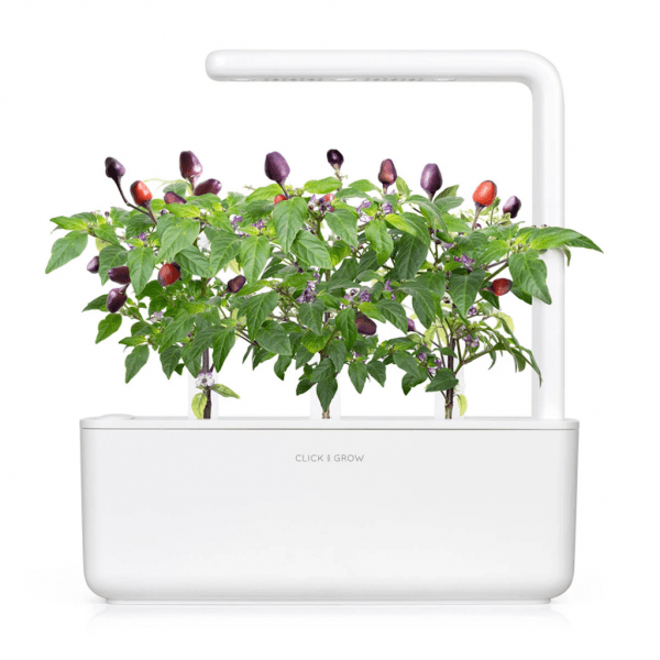 Click and Grow Smart Garden täyttöpakkaus 3 kpl - Violetti chili