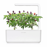 Click and Grow Smart Garden täyttöpakkaus 3 kpl - Violetti chili