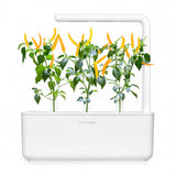 Click and Grow Smart Garden täyttöpakkaus 3 kpl - Keltainen chilipaprika