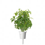 Click and Grow Smart Garden täyttöpakkaus 3 kpl - Thaibasilika