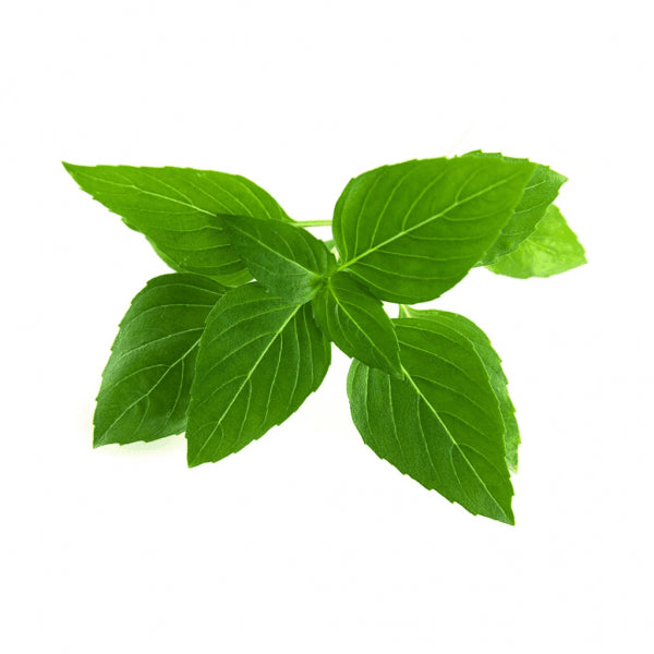 Click and Grow Smart Garden täyttöpakkaus 3 kpl - Thaibasilika