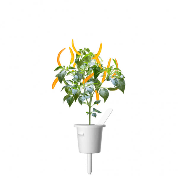 Click and Grow Smart Garden täyttöpakkaus 3 kpl - Keltainen chilipaprika