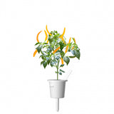 Click and Grow Smart Garden täyttöpakkaus 3 kpl - Keltainen chilipaprika